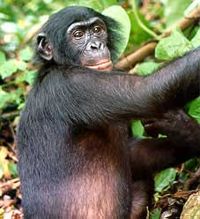 upload.wikimedia.org_wikipedia_commons_thumb_b_b9_bonobo.jpg_200px-bonobo.jpg